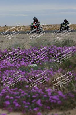 media/Jan-14-2023-SoCal Trackdays (Sat) [[497694156f]]/Turn 14 Exit Bloomig (145pm)/